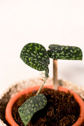 Scindapsus pictus var. argyraeus "Snake Scale"